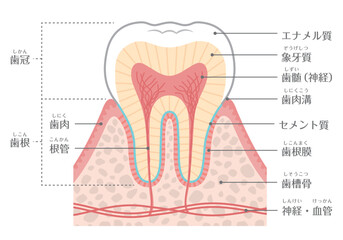 歯のイラスト_歯の構造 - obrazy, fototapety, plakaty