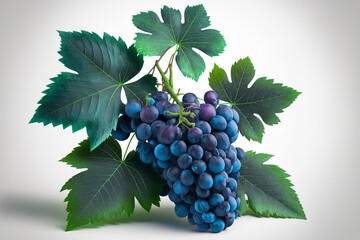 A bunch of Grapes with green leaf isolated on a white background. Grapes bunch on a white background.
