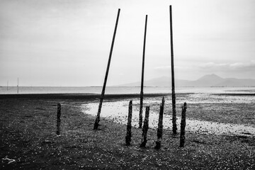 海
