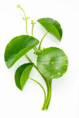 Close up centella asiatica leaves with rain drop isolated on white background top view.