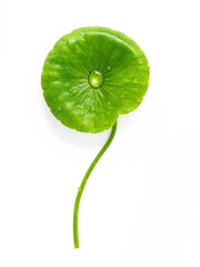 Close up centella asiatica leaves with rain drop isolated on white background top view.