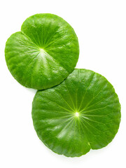 Close up centella asiatica leaves with rain drop isolated on white background top view.