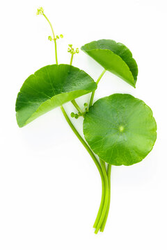 Close up centella asiatica leaves with rain drop isolated on white background top view.