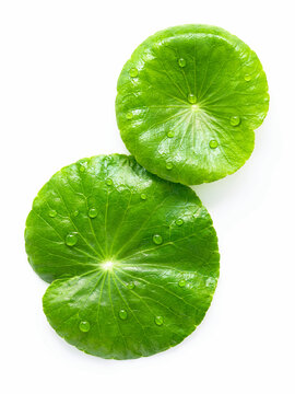 Close up centella asiatica leaves with rain drop isolated on white background top view.