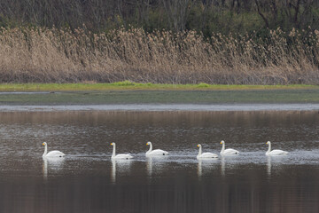湖面を並んで泳ぐ白鳥