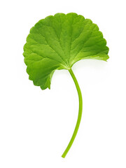 Close up centella asiatica leaves isolated on white background top view.