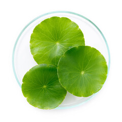 Close up centella asiatica leaves with rain drop in petri dish isolated on white background top view.