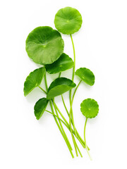 Close up centella asiatica leaves with rain drop isolated on white background top view.