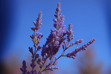 Lavender plant still life, Generative AI