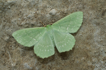 Closeup on the colorful soft green Large Emerald geometer moth, Geometra papilionaria with spread wings