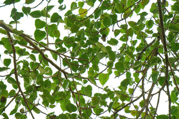 Fototapeta na wymiar Tropical tree leaves on white isolated background for green foliage backdrop