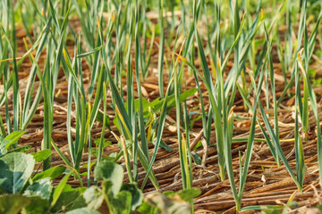Green Garlic plant vegetable garden 