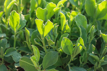 Obraz premium Small Broad Bean Plants In Farm