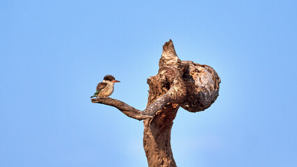 Streifenliest- Striped Kingfisher