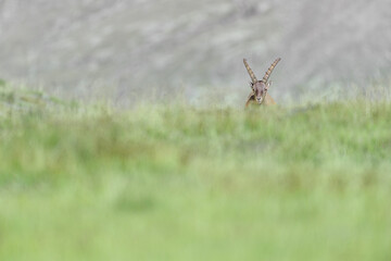 Alpine ibex male in the summer season (Capra ibex)