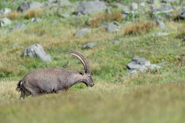Massive ibex male in the summer season (Capra ibex)