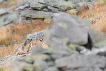 Alpine marmot female with cub at sunset (Marmota marmota)