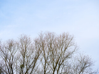 Bare treetop branches against the blue sky
