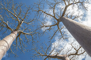 Crown of a baobab, view from below, Morondava, Madagascar