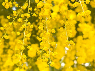 Obraz premium ミモザ