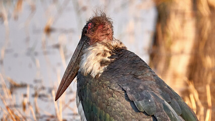Marabu - Marabou Stork