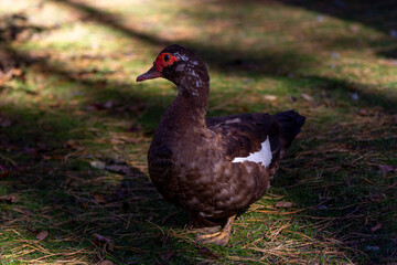 Close up wild Muscovy duck with brown feather and red beak walking on the meadow
