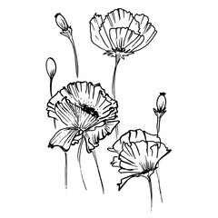 flowers drawing with linear art on a white background