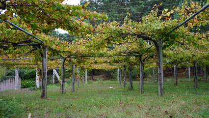 Albari&ntilde;o wine vineyards Pontevedra Galicia Spain October 2022
October 2022
