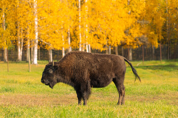 Bison standing in meadow with Spruce tree yellow leaves