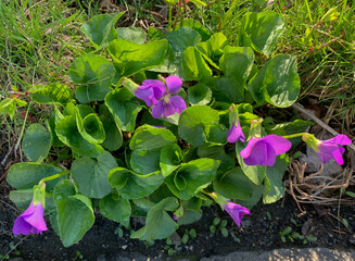 Beautiful purple violet starting to bloom in early spring.