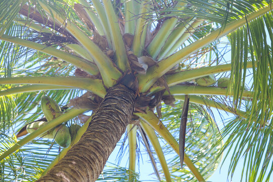 Coconut palm on a sunny day