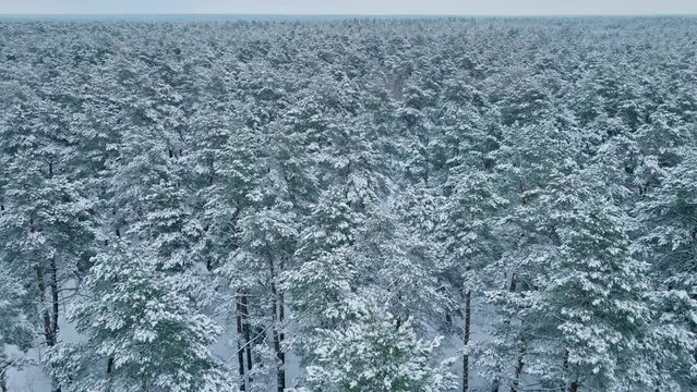Winter tree forest snow nature cold travel beautiful weather