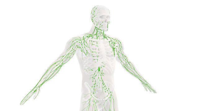 Human lymphatic system medical backgound