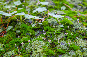 Little mushroom growing between navelworts