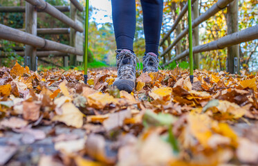 Trekker woman walking through chesnut forest
