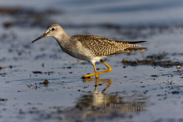 Lesser Yellowlegs