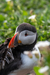 Obraz na płótnie Canvas Close up portrait of an Atlantic puffin sitting in and amongst the grass and flowers on Inner Farne. Part of the Farne Islands nature reserve off the coast of Northumberland, UK