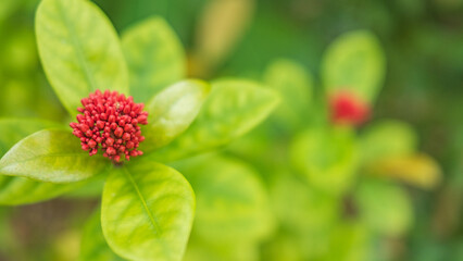 沖縄・赤いサンダンカの花の蕾