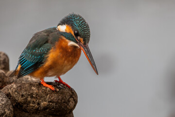 東京都／杉並／善福寺公園／カワセミ