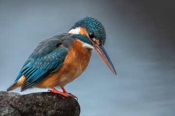 東京都／杉並／善福寺公園／カワセミ