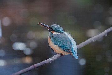 東京都／杉並／善福寺公園／カワセミ