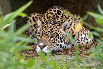 Relaxing Jaguar