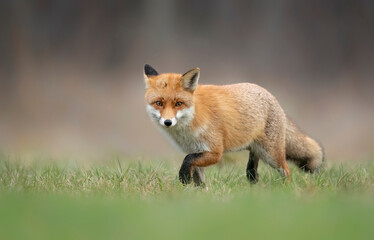 Red fox in the forest ( Vulpes vulpes )