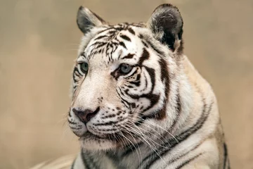 Tuinposter White Tiger © Martin