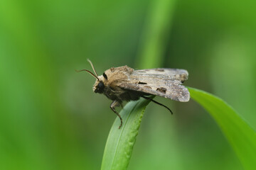 Closeup on the brown Heart and Dart owlet moth, Agrotis exclamationis sitting in the vegetation