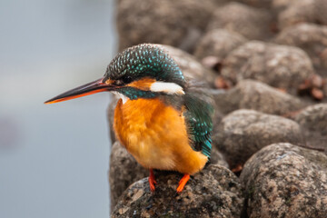 東京都／杉並／善福寺公園／カワセミ