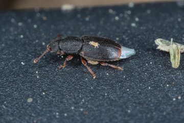 Mites on body of beetles Monotoma, a species of the family Monotomidae.