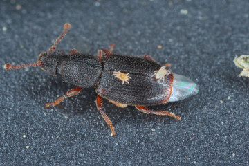 Mites on body of beetles Monotoma, a species of the family Monotomidae.
