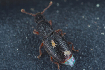 Mites on body of beetles Monotoma, a species of the family Monotomidae.