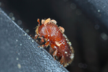 Detail shot of a bark beetle. A beetle covered with parasitic mites.